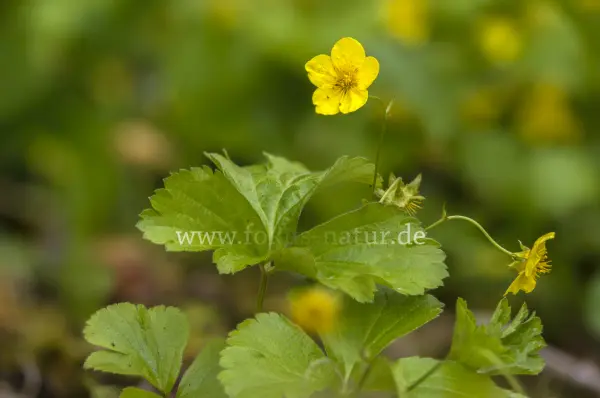Fokus-Natur Bild