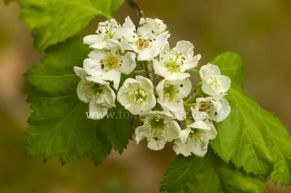 Fokus-Natur Bild