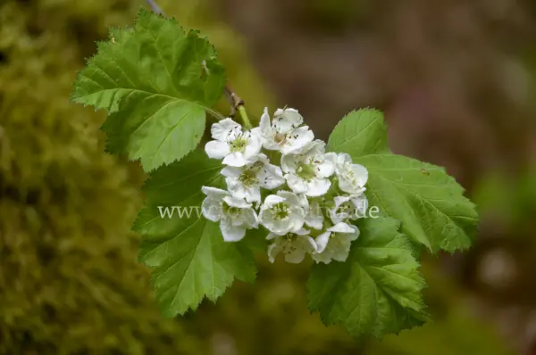 Fokus-Natur Bild