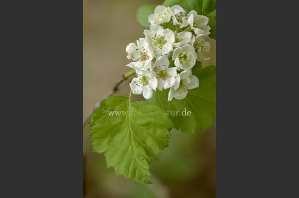 Fokus-Natur Bild