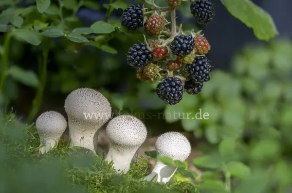 Fokus-Natur Bild