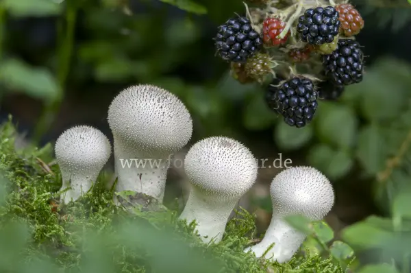 Fokus-Natur Bild