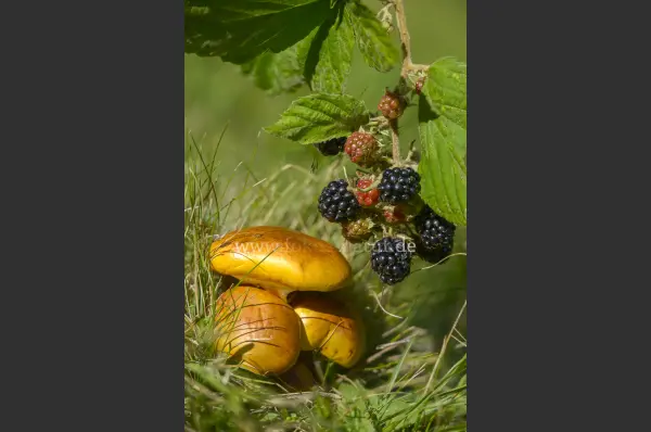 Fokus-Natur Bild