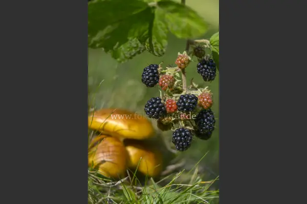 Fokus-Natur Bild