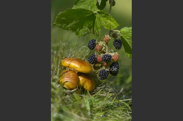 Fokus-Natur Bild