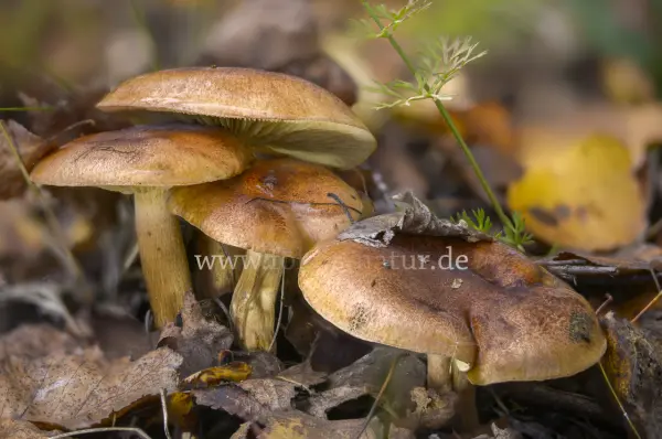 Fokus-Natur Bild