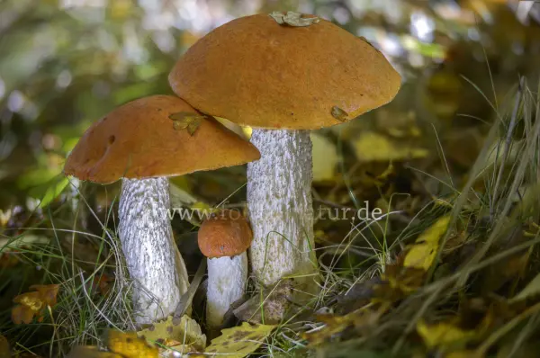 Fokus-Natur Bild