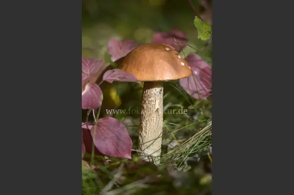 Fokus-Natur Bild