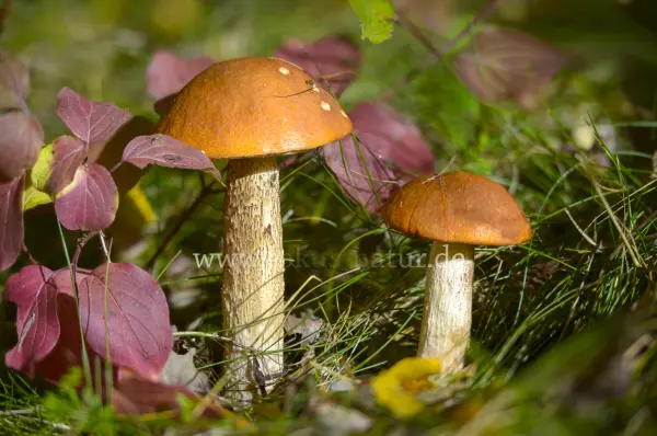 Fokus-Natur Bild
