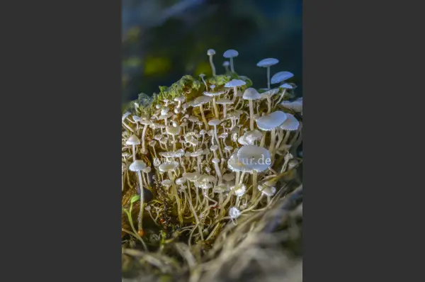 Fokus-Natur Bild
