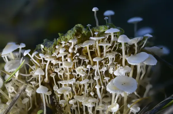 Fokus-Natur Bild