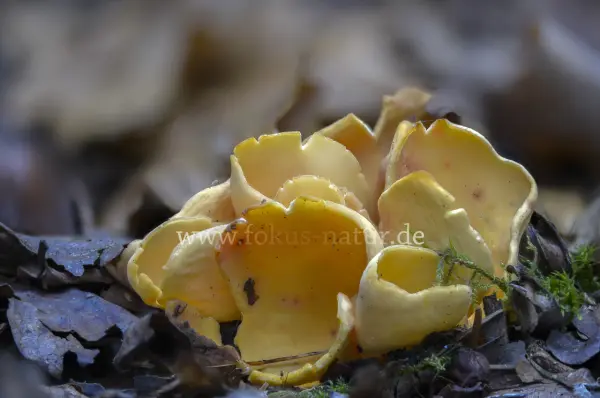 Fokus-Natur Bild
