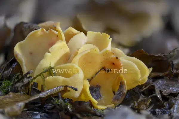 Fokus-Natur Bild