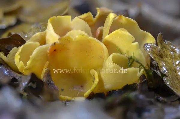 Fokus-Natur Bild