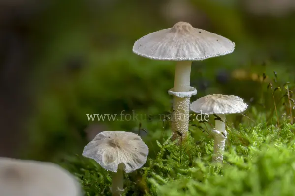 Fokus-Natur Bild