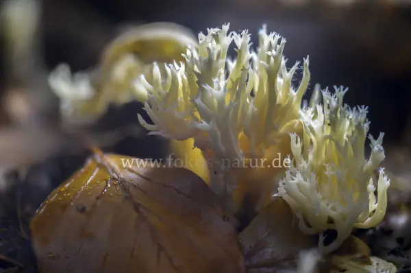 Fokus-Natur Bild