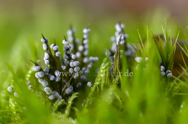 Fokus-Natur Bild