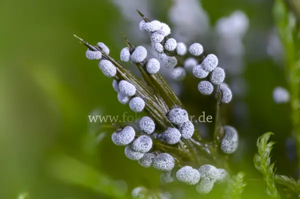 Fokus-Natur Bild