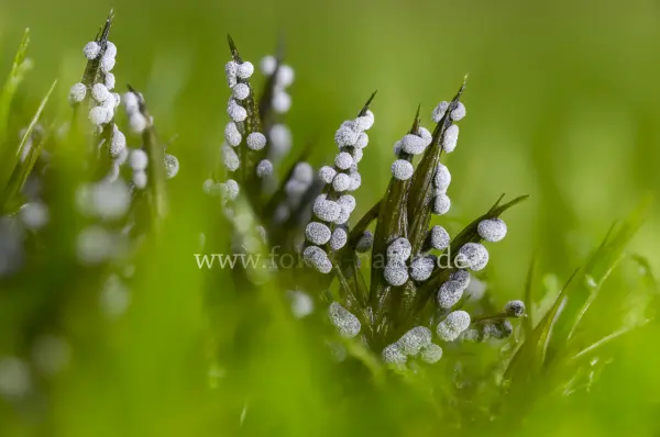 Fokus-Natur Bild