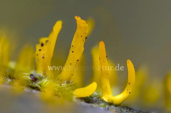 Fokus-Natur Bild