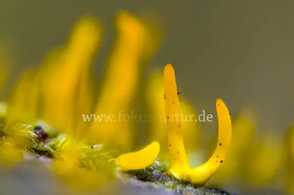 Fokus-Natur Bild