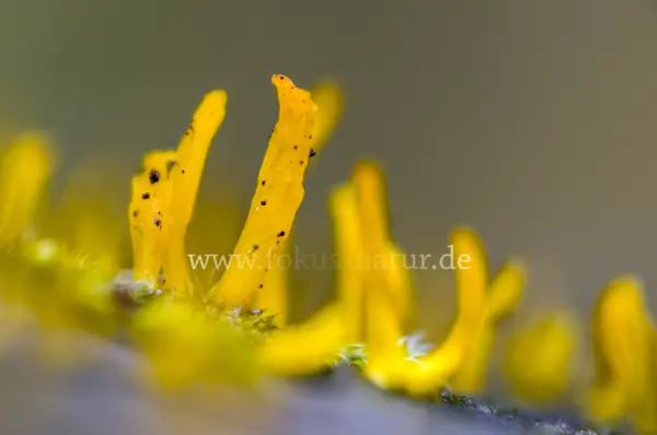 Fokus-Natur Bild