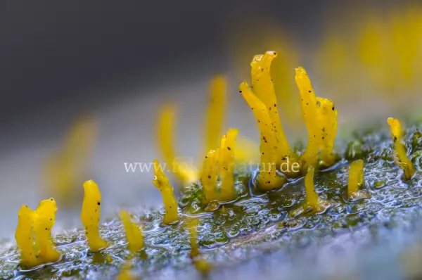 Fokus-Natur Bild