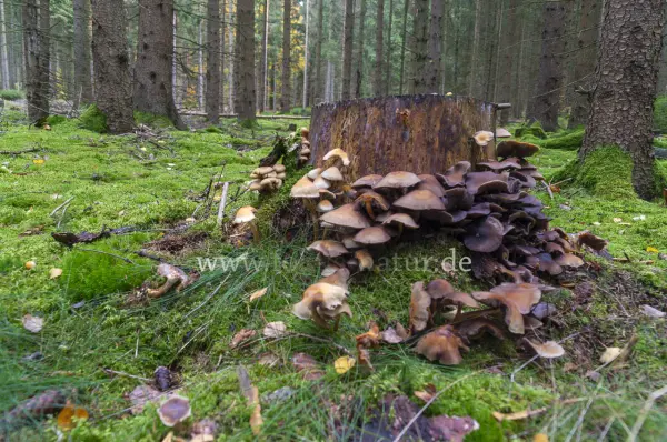 Fokus-Natur Bild