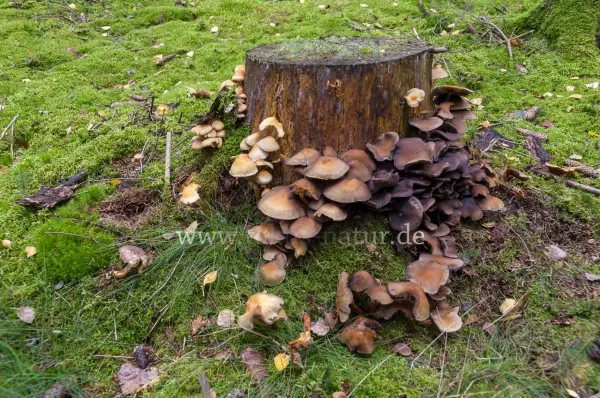 Fokus-Natur Bild