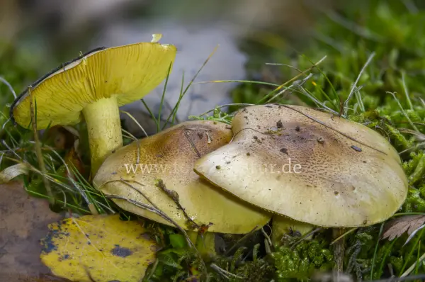 Fokus-Natur Bild