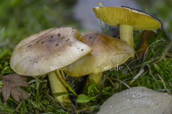 Fokus-Natur Bild