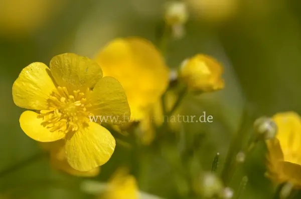Fokus-Natur Bild