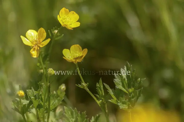Fokus-Natur Bild