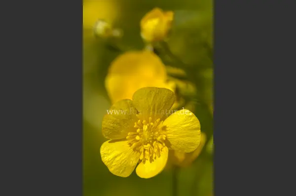 Fokus-Natur Bild