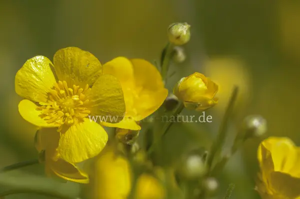 Fokus-Natur Bild