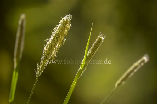 Fokus-Natur Bild