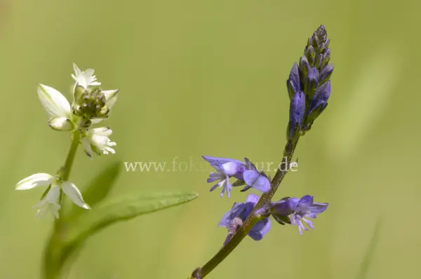 Fokus-Natur Bild