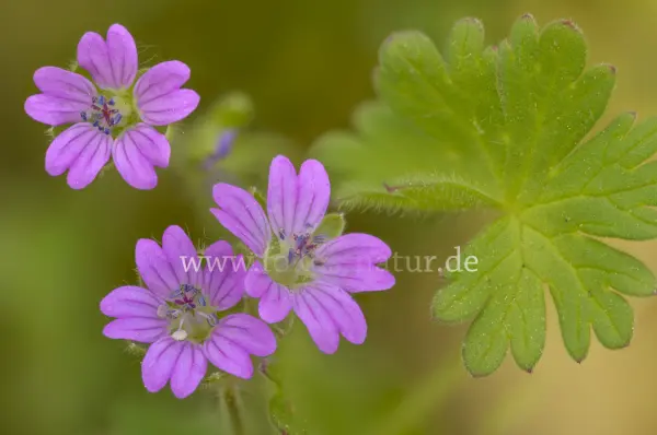 Fokus-Natur Bild