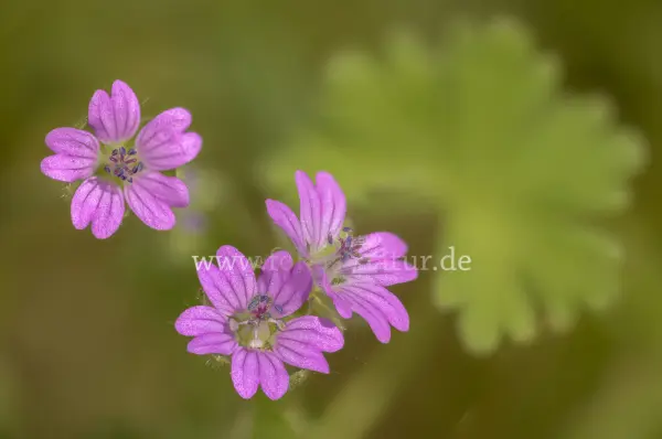 Fokus-Natur Bild