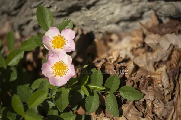 Fokus-Natur Bild