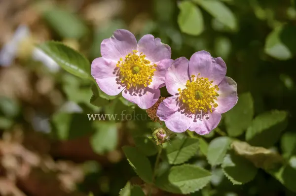 Fokus-Natur Bild