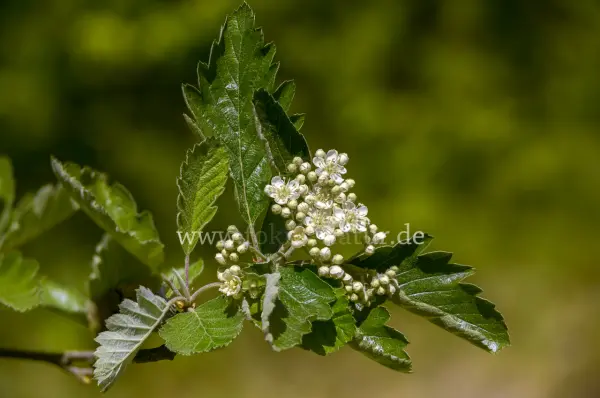 Fokus-Natur Bild