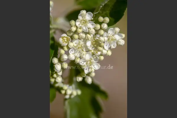 Fokus-Natur Bild
