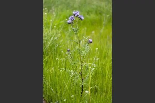 Fokus-Natur Bild