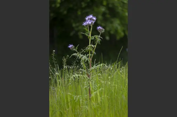 Fokus-Natur Bild