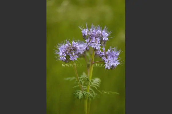 Fokus-Natur Bild