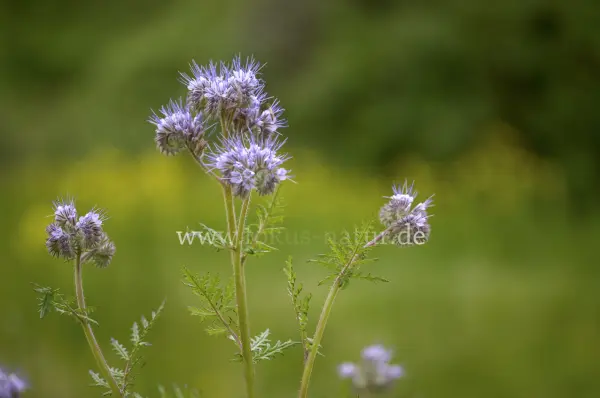 Fokus-Natur Bild