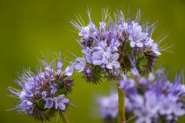 Fokus-Natur Bild