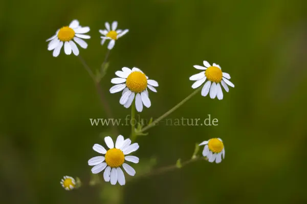 Fokus-Natur Bild
