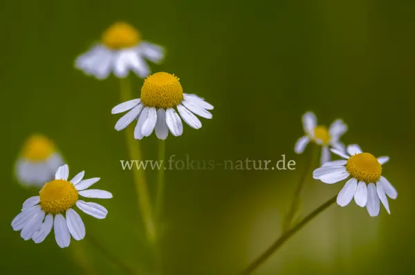 Fokus-Natur Bild